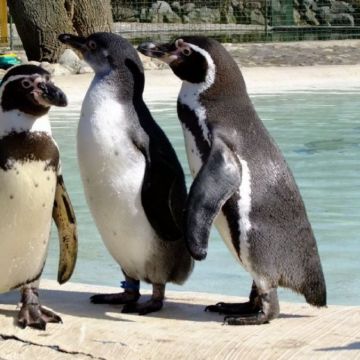 7toucans
