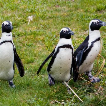 7toucans