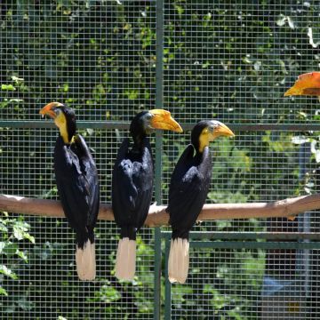 7toucans